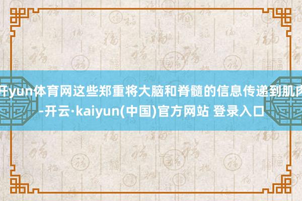 开yun体育网这些郑重将大脑和脊髓的信息传递到肌肉-开云·kaiyun(中国)官方网站 登录入口